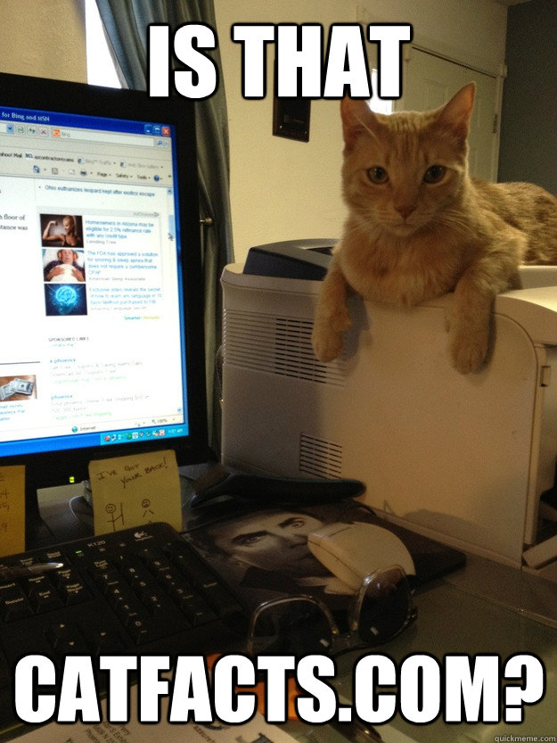 Is that catfacts.com?  micro-manager cat