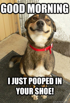 Good morning  I just pooped in your shoe!  Good Dog Greg