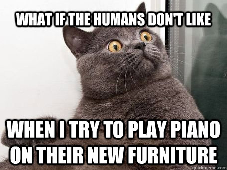 what if the humans don't like when i try to play piano on their new furniture  conspiracy cat