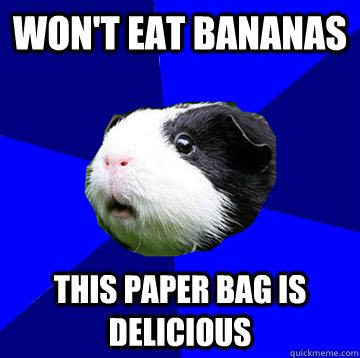 won't eat bananas this paper bag is delicious  Jumpy Guinea Pig