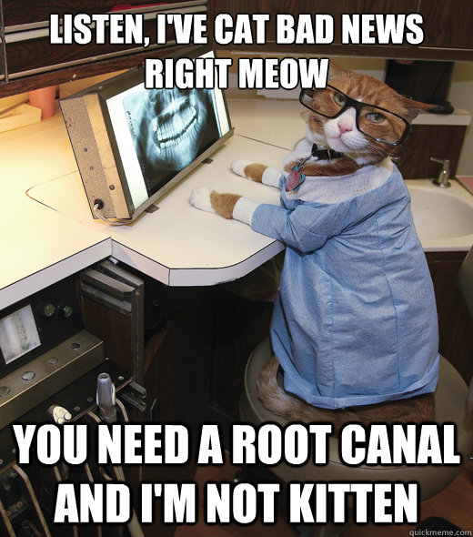 Listen, I've cat bad news right meow you need a root canal and I'm not kitten - Listen, I've cat bad news right meow you need a root canal and I'm not kitten  Dentist Cat