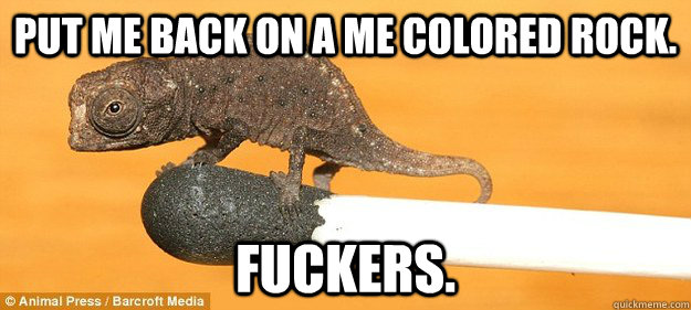 Put me back on a me colored rock. Fuckers. - Put me back on a me colored rock. Fuckers.  Misc