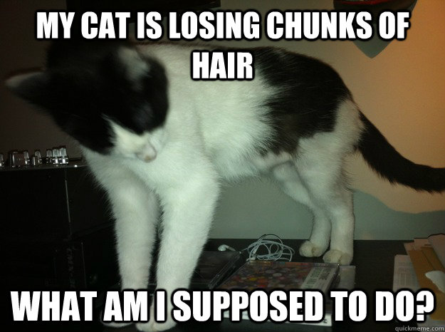 my cat is losing chunks of hair what am I supposed to do? - my cat is losing chunks of hair what am I supposed to do?  Sick cat