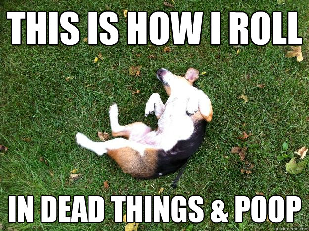 This is how I roll In dead things & poop - This is how I roll In dead things & poop  Dumb Dog