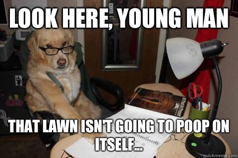 Look here, young man that lawn isn't going to poop on itself... - Look here, young man that lawn isn't going to poop on itself...  Another Disapproving Dad Dog