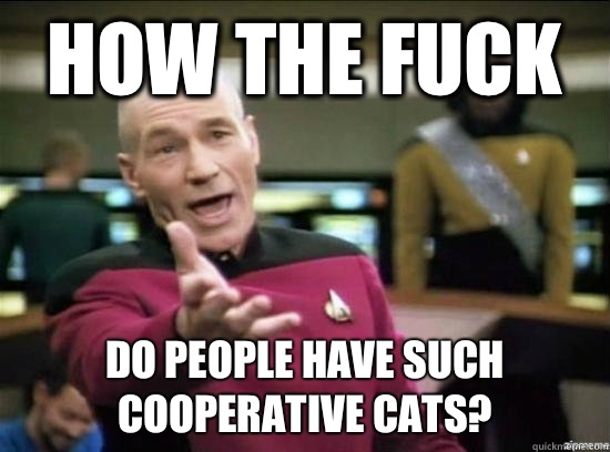 How the fuck Do people have such cooperative cats?  Annoyed Picard HD