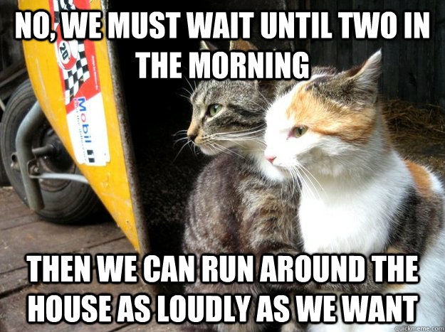 No, we must wait until two in the morning then we can run around the house as loudly as we want  Restraining Cat