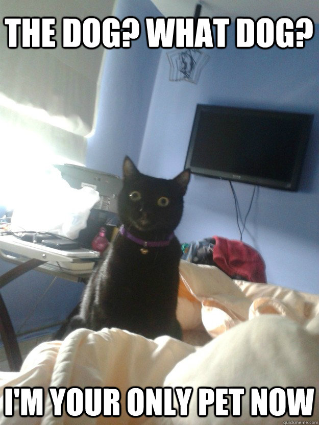 the dog? what dog? I'm your only pet now  overly attached cat