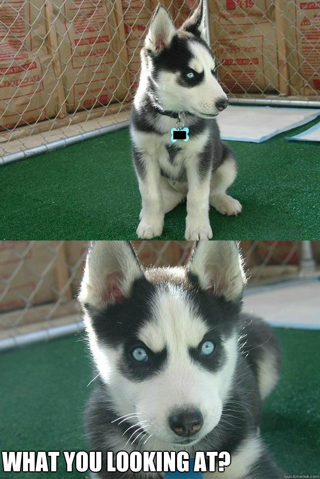 what you looking at?  Insanity puppy