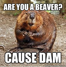 Are you a beaver? Cause dam - Are you a beaver? Cause dam  Beaver Pick-Up Line