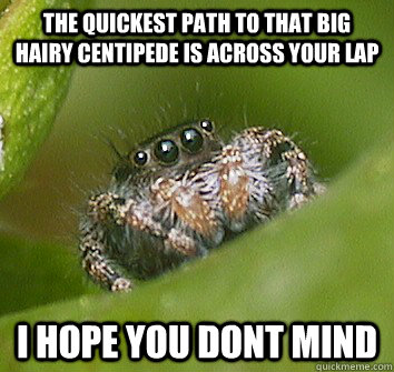 the quickest path to that big hairy centipede is across your lap i hope you dont mind  Misunderstood Spider