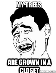 my trees are grown in a closet  Yao meme