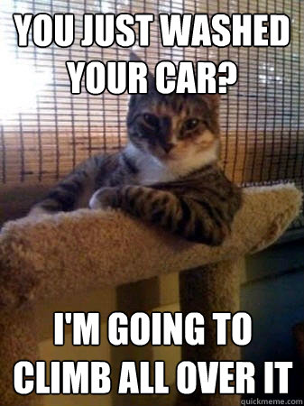You just washed your car? I'm going to climb all over it  The Most Interesting Cat in the World