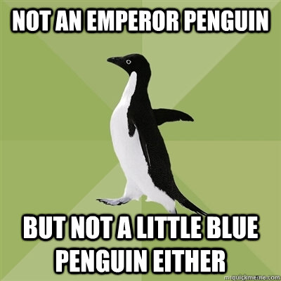 not an emperor penguin but not a little blue penguin either  Socially Average Penguin