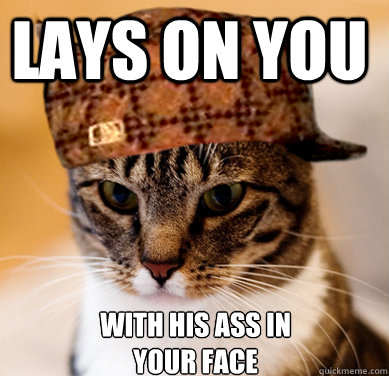 lays on you with his ass in your face  Scumbag Cat