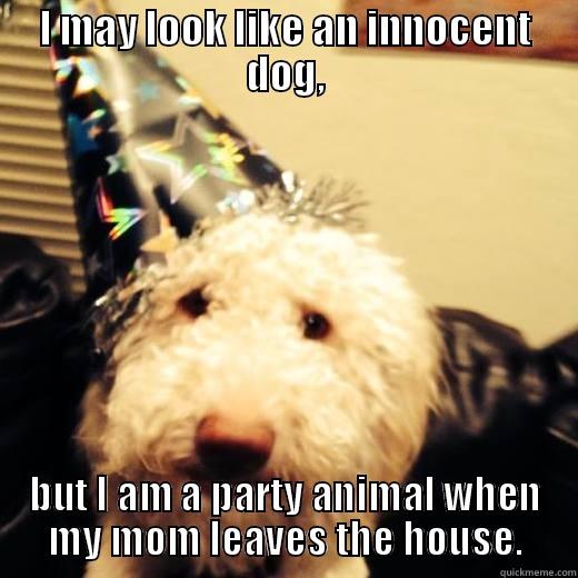 I MAY LOOK LIKE AN INNOCENT DOG, BUT I AM A PARTY ANIMAL WHEN MY MOM LEAVES THE HOUSE. Misc