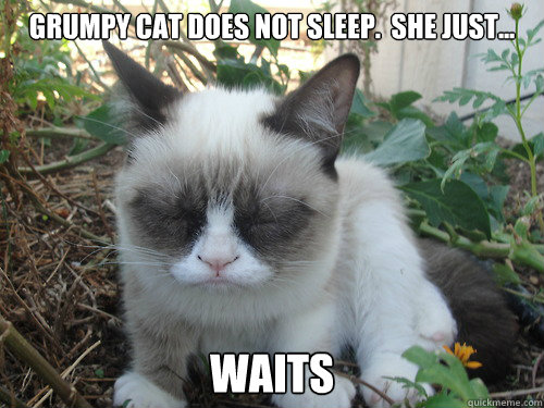 grumpy cat does not sleep.  She just... waits  Poor Grumpy Cat