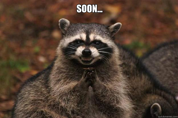 Soon...  - Soon...   Evil Plotting Raccoon