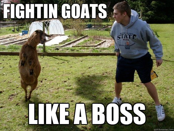 fightin goats like a boss  