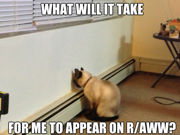 What will it take For me to appear on r/aww?  Regretful Cat