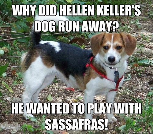Why did Hellen Keller's dog run away? He wanted to play with sassafras!  