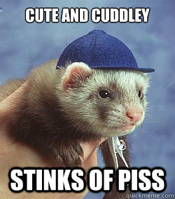 Cute and cuddley Stinks of piss  