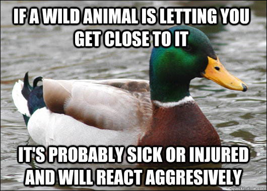 If a wild animal is letting you get close to it It's probably sick or injured and will react aggresively  Actual Advice Mallard