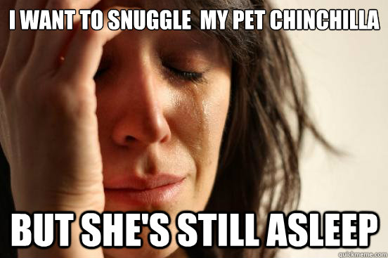 I want to snuggle  my pet chinchilla But she's still asleep  First World Problems