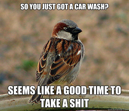 so you just got a car wash? seems like a good time to take a shit - so you just got a car wash? seems like a good time to take a shit  scumbag bird