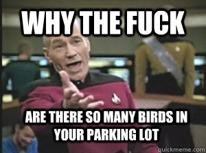 Why the fuck Are there so many birds in your parking lot  Annoyed Picard