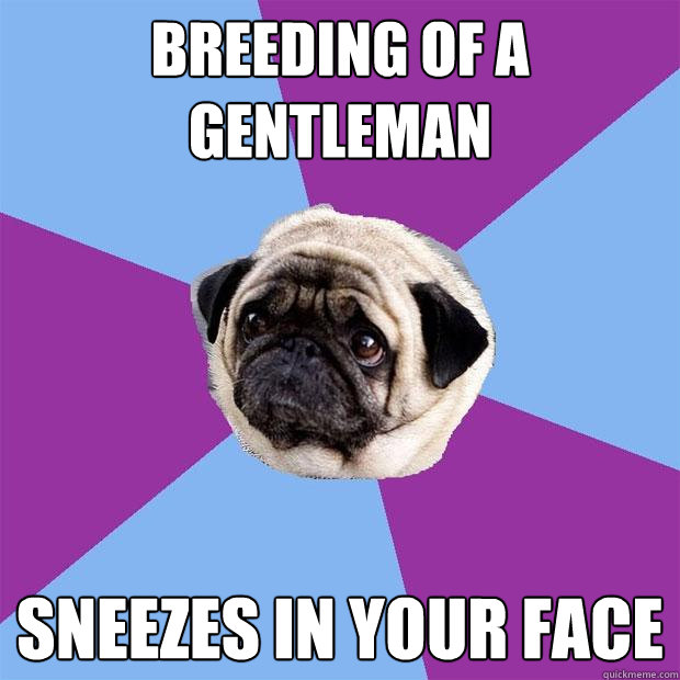 BREEDING OF A GENTLEMAN SNEEZES IN YOUR FACE  Lonely Pug