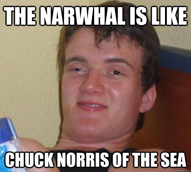 The Narwhal is like Chuck Norris of the sea  10 Guy