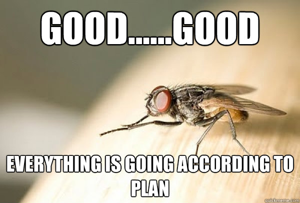 good......good everything is going according to plan - good......good everything is going according to plan  Evil Plotting Fly