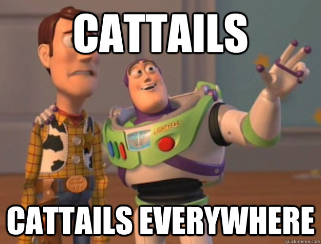 Cattails Cattails everywhere  Buzz Lightyear