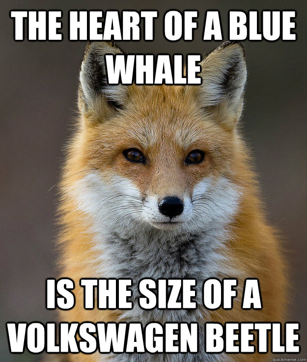 The heart of a blue whale is the size of a Volkswagen Beetle - The heart of a blue whale is the size of a Volkswagen Beetle  Fun Fact Fox