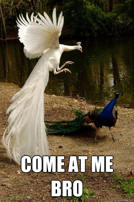  COME AT ME BRO -  COME AT ME BRO  Bird