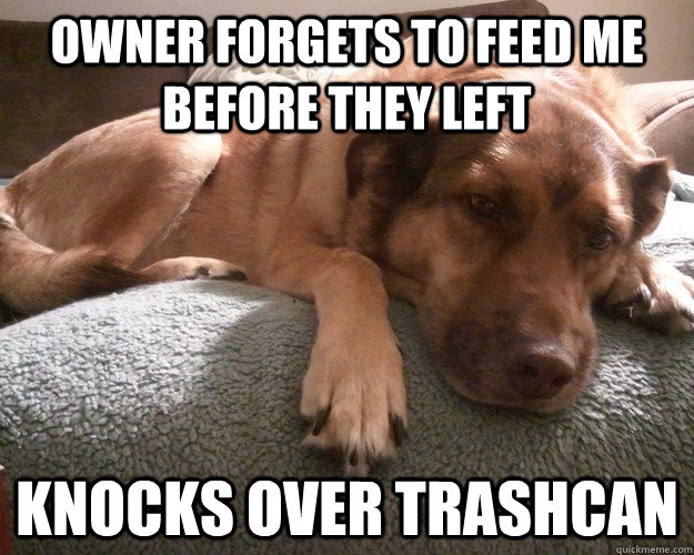 Owner forgets to feed me before they left knocks over trashcan - Owner forgets to feed me before they left knocks over trashcan  First World Dog problems