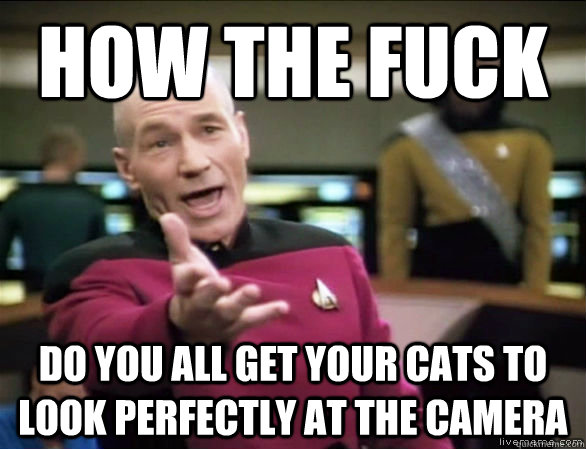 How the fuck do you all get your cats to look perfectly at the camera  Annoyed Picard HD