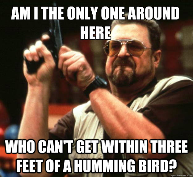 Am I the only one around here who can't get within three feet of a humming bird?  Walter