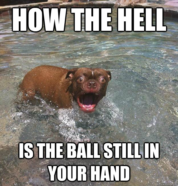 HOW THE HELL IS THE BALL STILL IN YOUR HAND - HOW THE HELL IS THE BALL STILL IN YOUR HAND  Sudden Clarity Dog