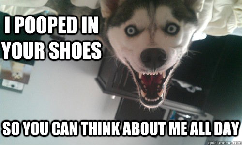 I pooped in your shoes so you can think about me all day  
