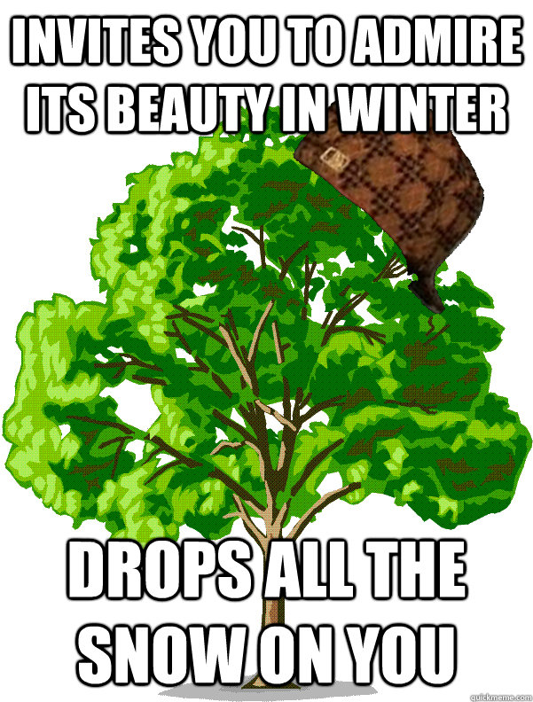 Invites you to admire its beauty in winter drops all the snow on you - Invites you to admire its beauty in winter drops all the snow on you  Scumbag tree