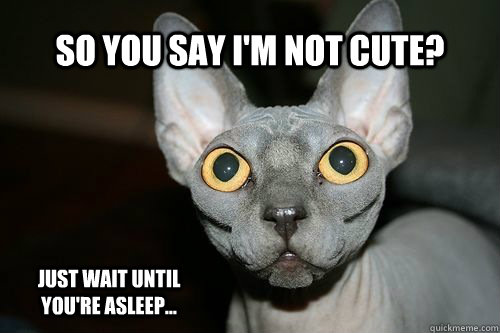 So you say I'm not cute? Just wait until you're asleep...  Crazy Cat