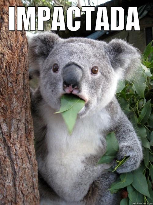 IMPACTADA  koala bear