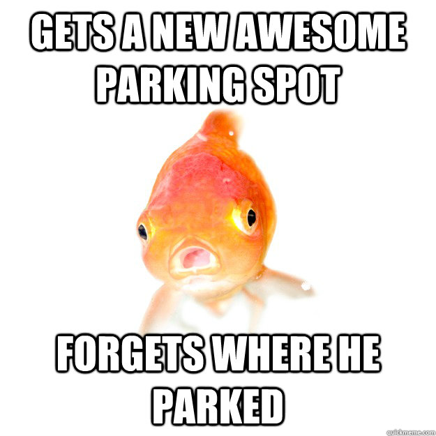 Gets a new awesome parking spot Forgets where he parked  Forgetful Goldfish