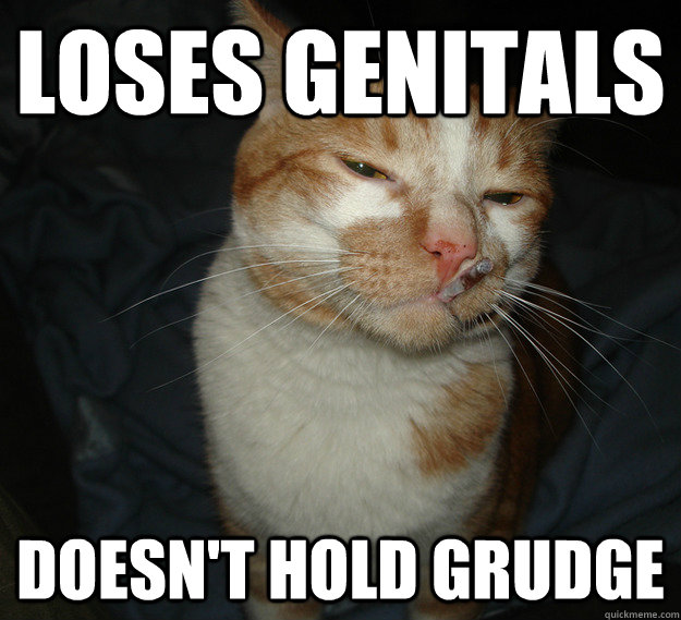 Loses genitals doesn't hold grudge  Good Guy Cat