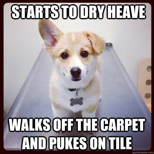 starts to dry heave walks off the carpet and pukes on tile  Good Guy Dog
