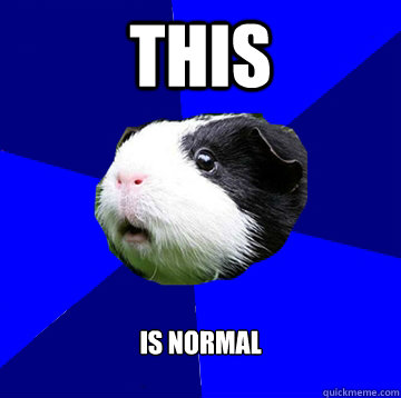 This is normal - This is normal  Jumpy Guinea Pig