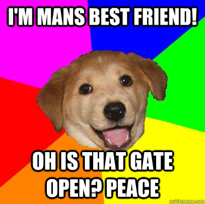 I'm mans best friend! Oh is that gate open? PEACe  Advice Dog
