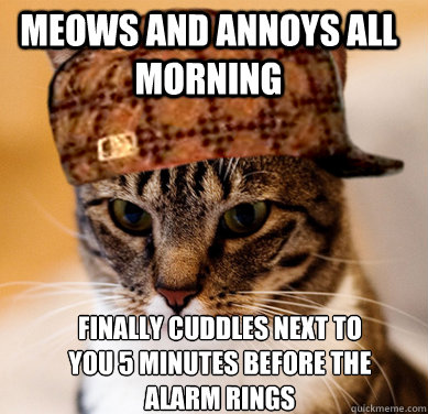 Meows and annoys all morning finally cuddles next to you 5 minutes before the alarm rings
  Scumbag Cat